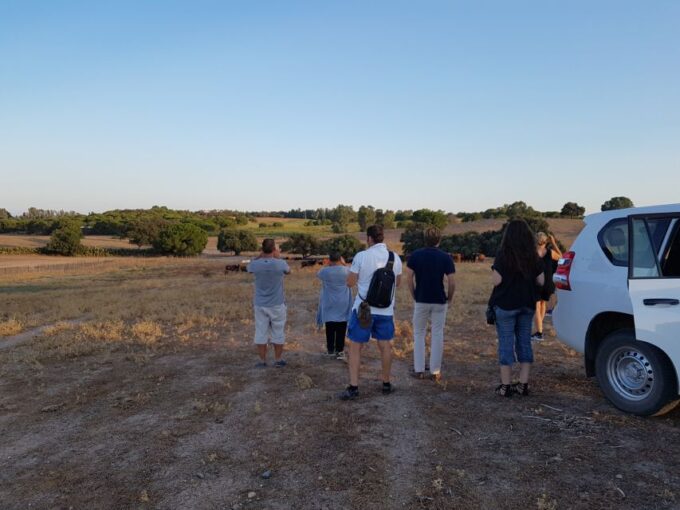 From Seville: Half-Day Bull Breeding Farm Tour - Pickup and Drop-off