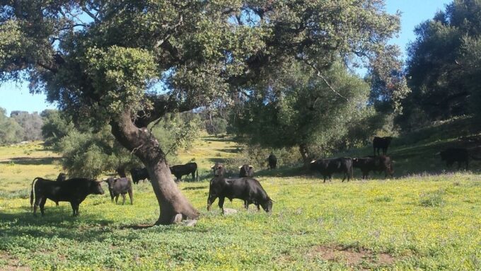 From Seville: Half-Day Bull Breeding Farm Tour - Guided Tour of the Farm