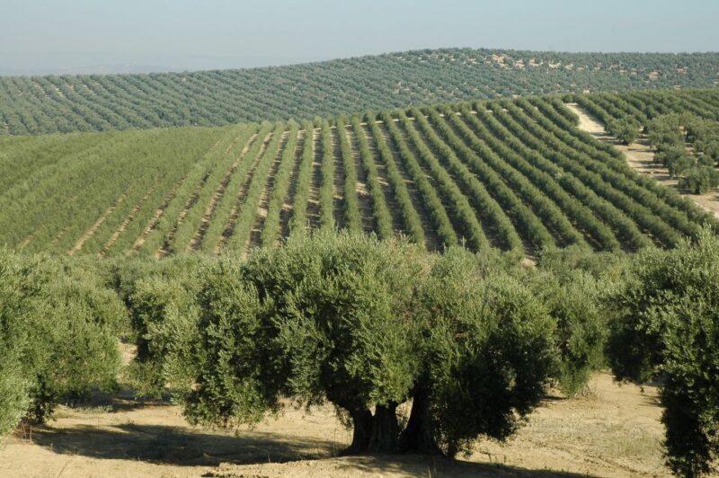 From Seville: Olive Oil Farm Tour - Exploring the Olive Oil Factory