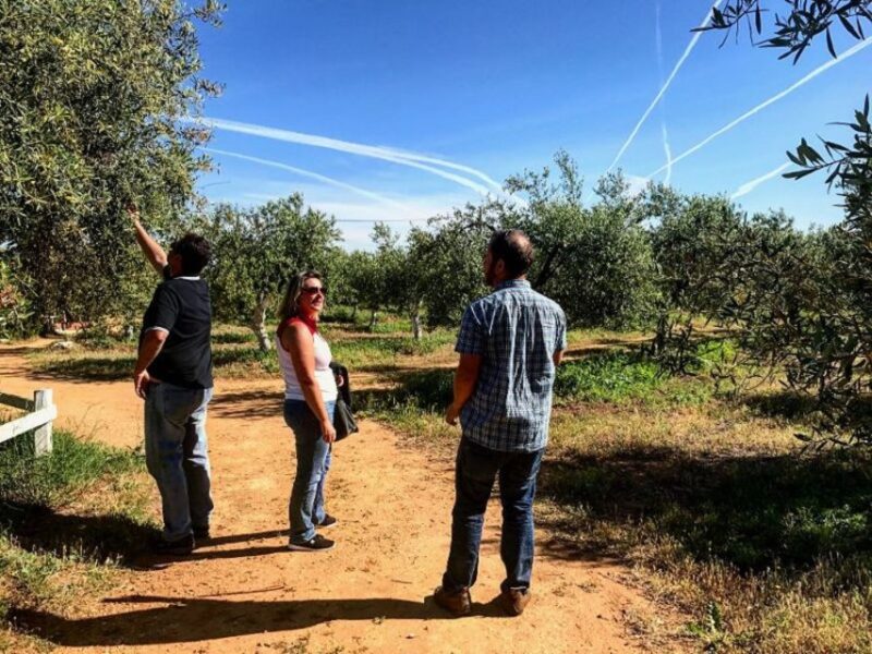 From Seville: Olive Oil Farm Tour - Tasting the Olive Oil Varieties