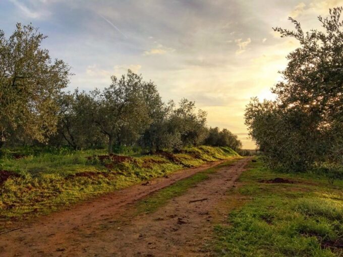 From Seville: Olive Oil Farm Tour - Cancellation and Booking Details