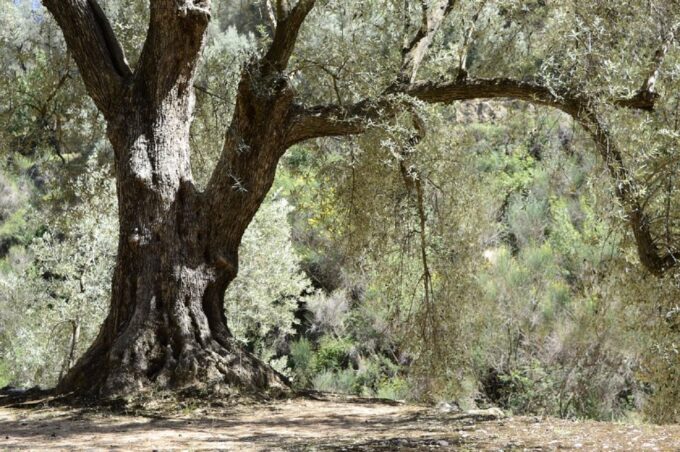 From Seville: Olive Oil Farm Tour - Key Requirements and Considerations