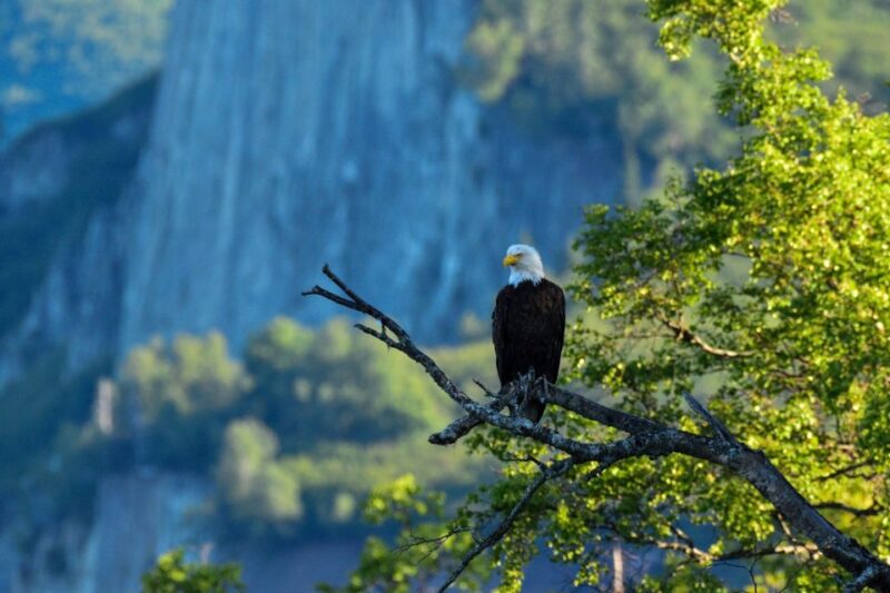 From Seward: 4-hour Wilderness Hiking Tour - Tour Details