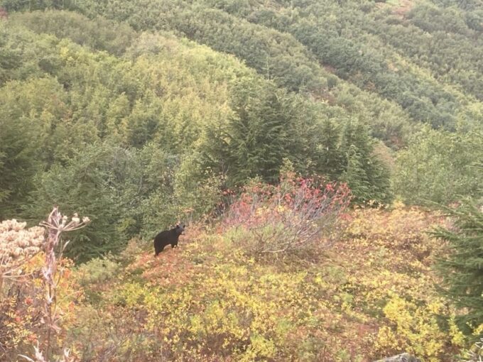 From Seward: 4-hour Wilderness Hiking Tour - Local History and Wildlife