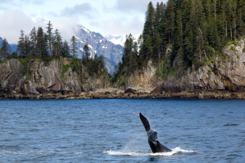 From Seward: Half-Day Resurrection Bay Wildlife Cruise Tour - Inclusions and Amenities