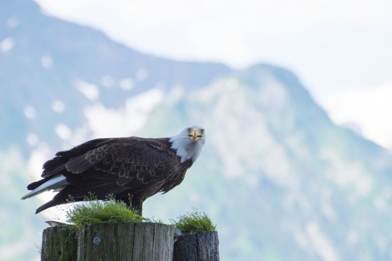 From Seward: Half-Day Resurrection Bay Wildlife Cruise Tour - Meeting Point and Logistics