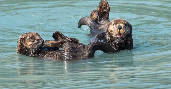 From Seward: Half-Day Resurrection Bay Wildlife Cruise Tour - What to Bring and Prohibitions