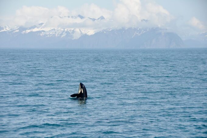From Seward: Half-Day Resurrection Bay Wildlife Cruise Tour - Whale Sightings and Peak Season