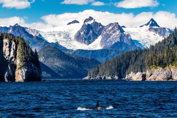 From Seward: Half-Day Resurrection Bay Wildlife Cruise Tour - Customer Ratings and Feedback