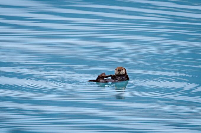 From Seward: Half-Day Resurrection Bay Wildlife Cruise Tour - Frequently Asked Questions