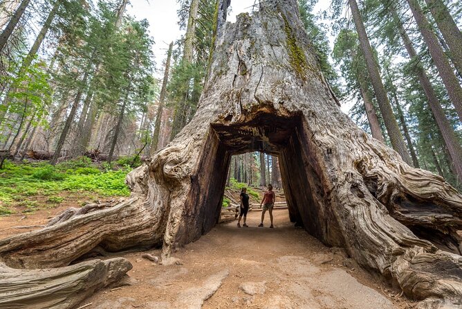 From SFO-Yosemite National Park-Enchanting Full Day Tour in SUV - Preparing for the Tour