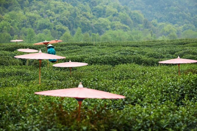 From Shanghai: Hangzhou Private Day Trip by Bullet Train - West Lake Exploration