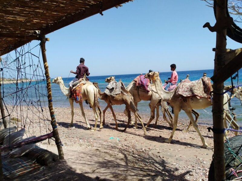 From Sharm: Dahab Day Trip With Desert Safari and Camel Ride - Duration and Cancellation Policy