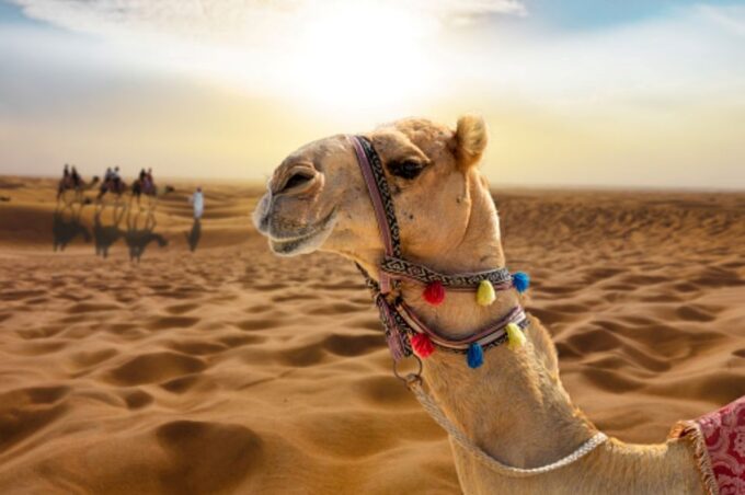 From Sharm El Sheikh: Bedouin Village, Camel Ride & Dinner - Reviews