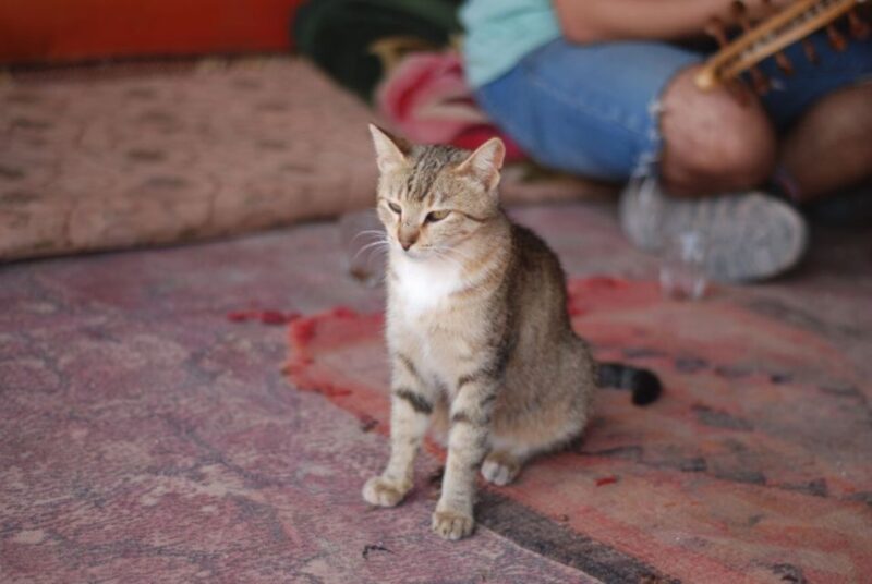 From Sharm El Sheikh: Day Trip to Petra and Aqaba by Ferry - Petra Exploration