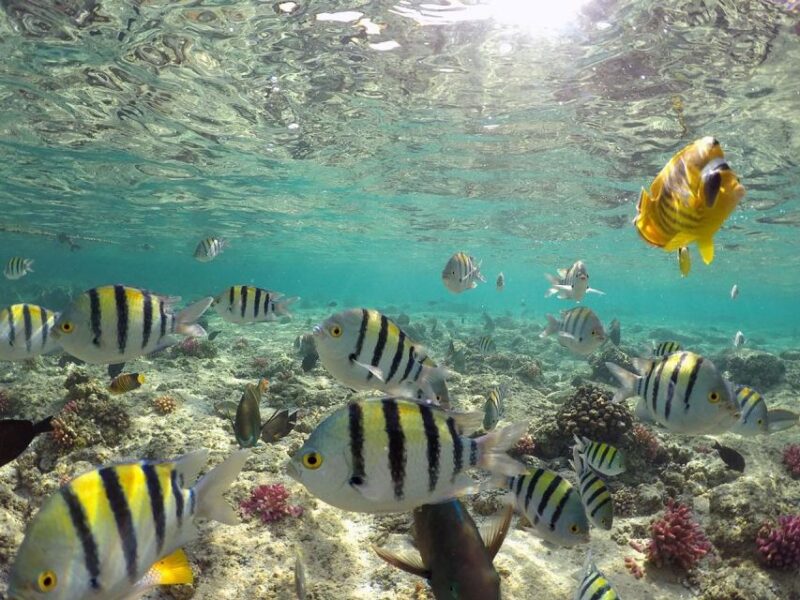 From Sharm: Ras Mohammed Snorkeling Cruise & Optional Diving - Included Amenities