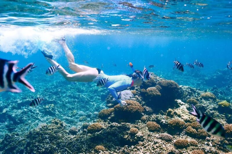 From Sharm: Ras Mohammed Snorkeling Cruise & Optional Diving - Customer Feedback and Ratings