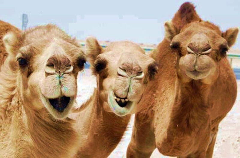 From Sharm: Red Canyon, Dahab, ATV, Camel & Snorkeling Tour - Abu Galum Reserve