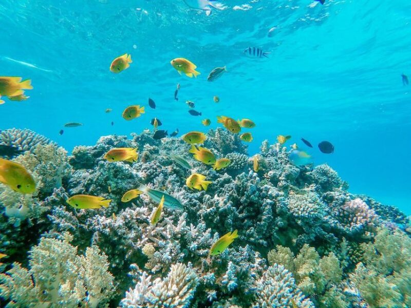 From Sharm: White Island and Ras Mohamed Snorkeling Trip - Included Activities and Fees