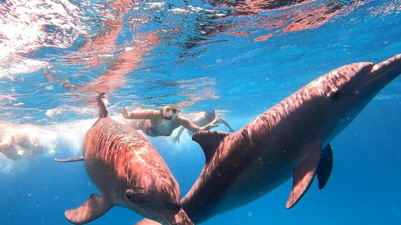From Sharm: White Island and Ras Mohamed Snorkeling Trip - Pickup and Transportation