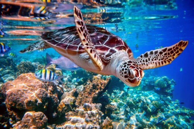 From Sharm: White Island and Ras Mohamed Snorkeling Trip - Lunch and Refreshments