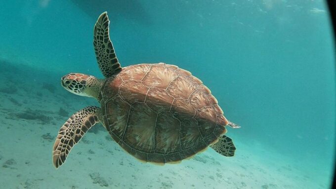 From Sharm: White Island and Ras Mohamed Snorkeling Trip - Snorkeling and Scuba Diving