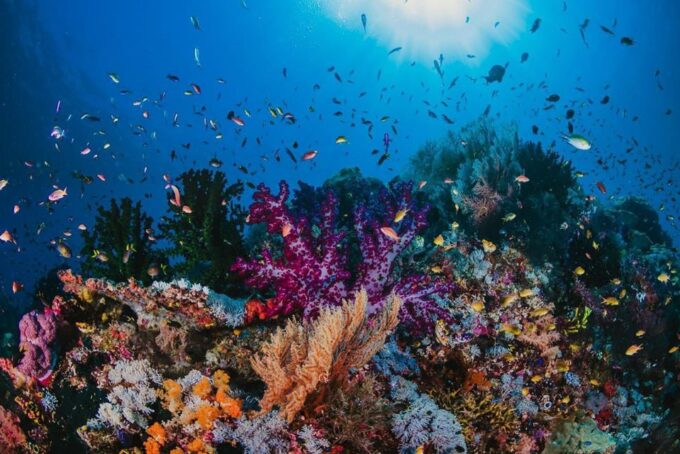 From Sharm: White Island and Ras Mohamed Snorkeling Trip - Important Information