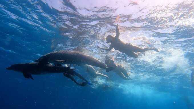 From Sharm: White Island and Ras Mohamed Snorkeling Trip - Frequently Asked Questions