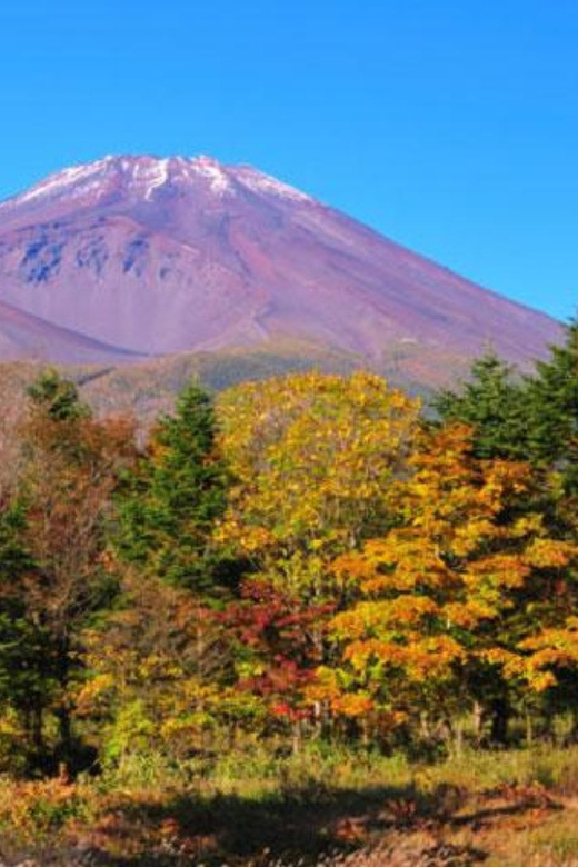 From Shinjuku: Mt. Fuji and Shine Muscat Grape Picking 1-Day Tour - Starting Location and Group Size