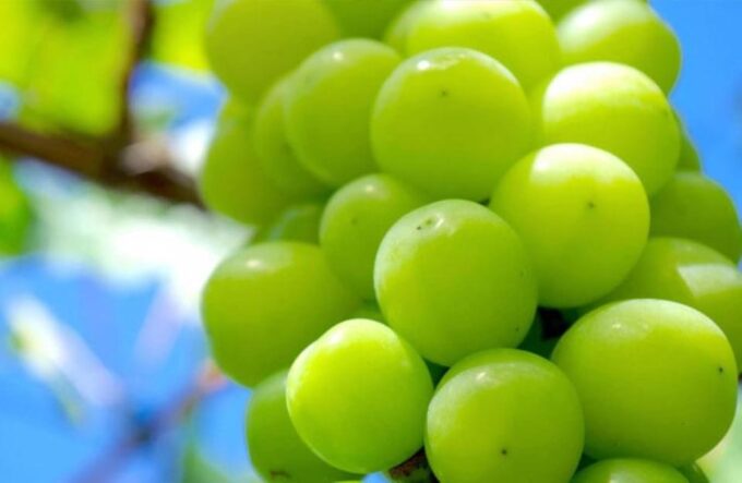 From Shinjuku: Mt. Fuji and Shine Muscat Grape Picking 1-Day Tour - Wine Tasting at Chateau Katsunuma