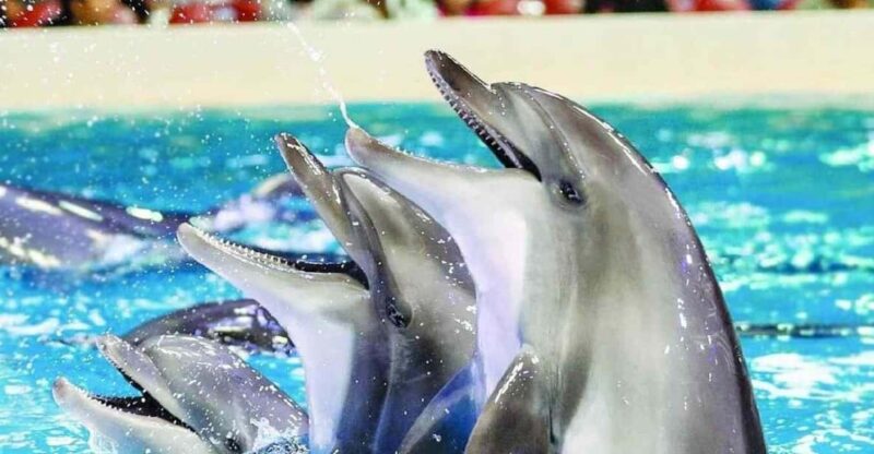 From Side: Dolphin and Seal Show Ticket With Hotel Transfers - Key Points