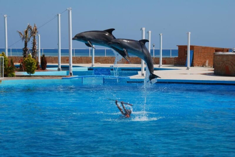 From Side: Dolphin and Seal Show Ticket With Hotel Transfers - Dolphin and Seal Performances