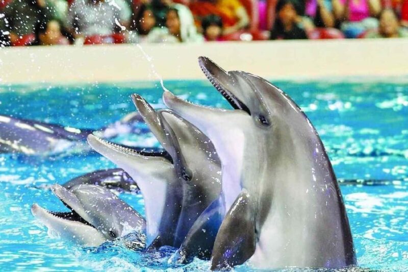 From Side: Dolphin and Seal Show Ticket With Hotel Transfers - Educational Insights