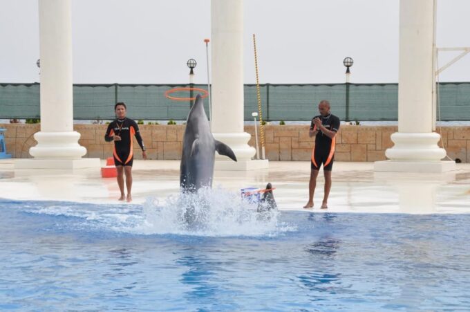 From Side: Dolphin and Seal Show Ticket With Hotel Transfers - Accessibility and Inclusivity