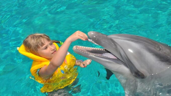 From Side: Dolphin and Seal Show Ticket With Hotel Transfers - Pricing and Inclusions
