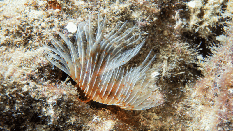 From Side: Guided Scuba Diving in Alanya W/ Lunch & Transfer - Diving Depth and Duration