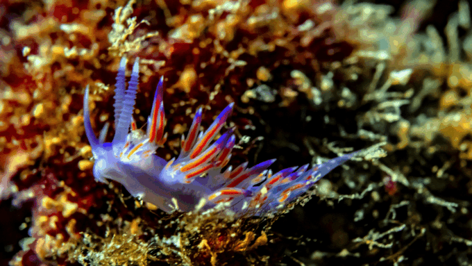 From Side: Guided Scuba Diving in Alanya W/ Lunch & Transfer - Availability and Reservations