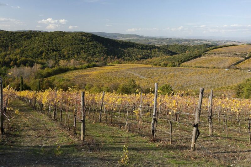From Siena: Brunello Di Montalcino Guided Wine Tour W/ Lunch - Customer Reviews & Ratings