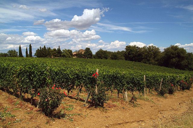 From Siena: Brunello Di Montalcino Wine Tour by Minivan - Customer Feedback