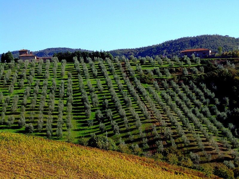 From Siena: Chianti and Castles Tour With Wine Tastings - Customer Reviews and Ratings