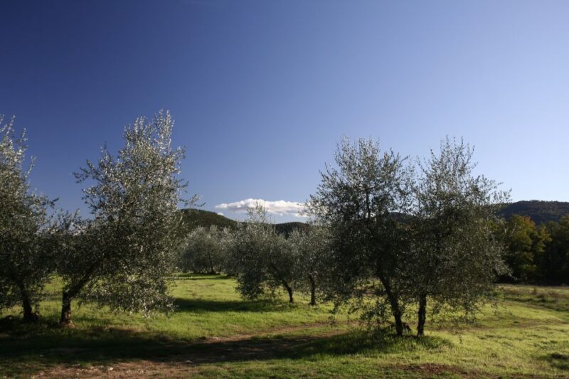 From Siena: Chianti Wine Tour With Lunch - Experience Highlights