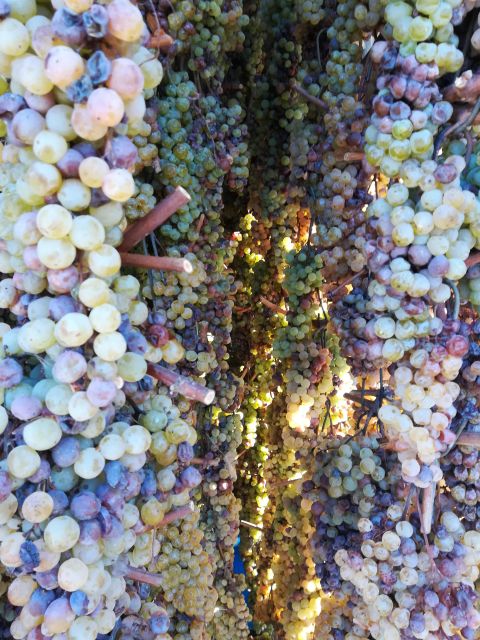 From Siena: Chianti Wine Tour With Lunch - Meet Local Wine Producers