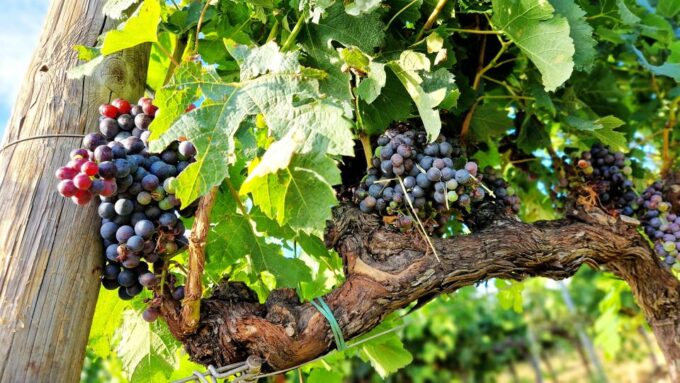 From Siena: Chianti Wine Tour With Lunch - Frequently Asked Questions