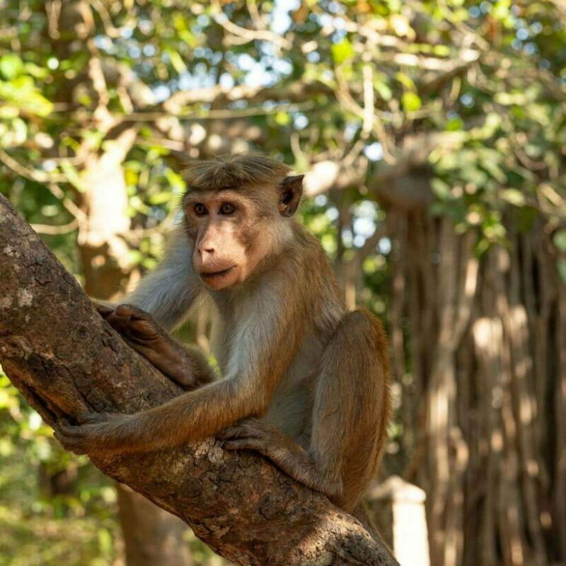 From Sigiriya : Hurulu Eco Park Safari : All Inclusive - Who Will Benefit Most from This Tour?
