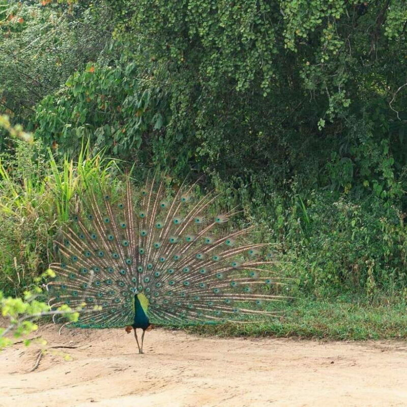 From Sigiriya : Hurulu Eco Park Safari : All Inclusive - Final Thoughts