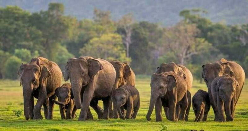 From Sigiriya : Kaudulla National Park Elephant Jeep Safari - FAQ