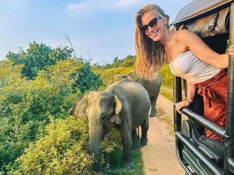 From Sigiriya: Minneriya National Park Eco Jeep Safari - Key Points