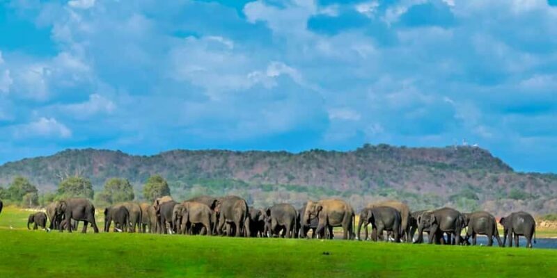 From Sigiriya: Minneriya National Park Eco Jeep Safari - An Introduction to the Experience