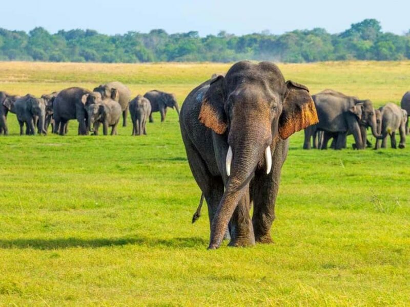 From Sigiriya: Minneriya National Park Eco Jeep Safari - The Role of the Guide and Eco-Conscious Approach