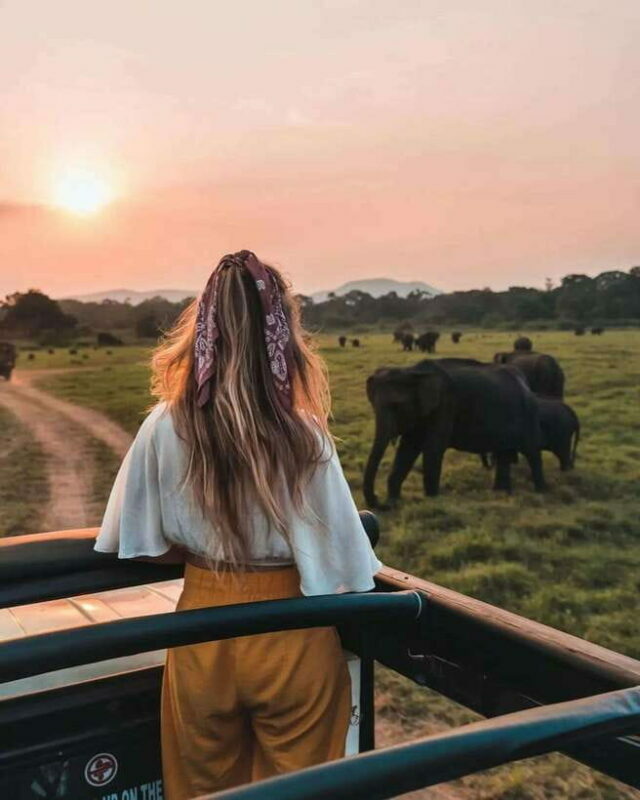 From Sigiriya: Minneriya National Park Elephant Safari - Key Points